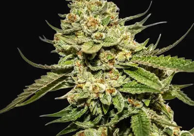 Cereal Milk x OG Kush