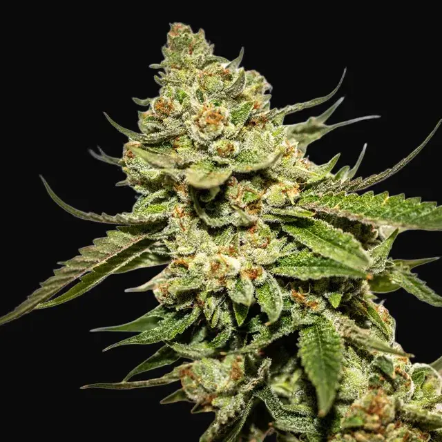 Cereal Milk x OG Kush