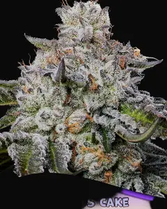 Chaos Cake Auto