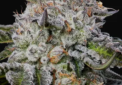 Chaos Cake Auto