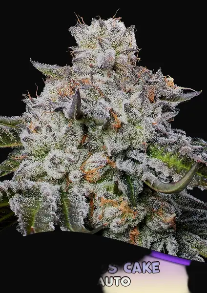 Chaos Cake Auto