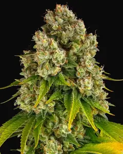 Cheese Auto