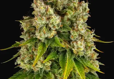 Cheese Auto