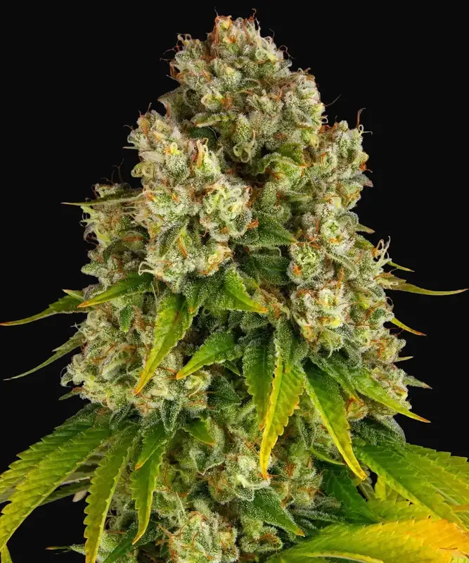 Cheese Auto