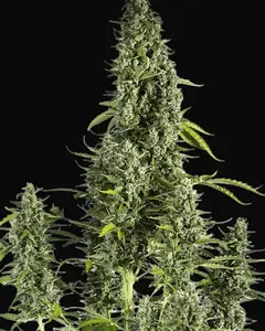 Cheese Autoflowering