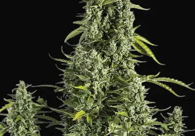Cheese Autoflowering