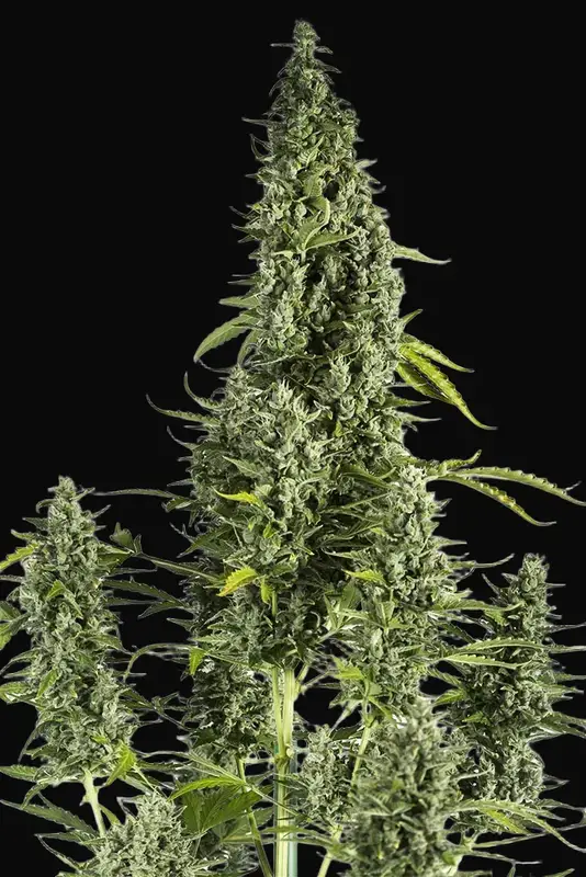 Cheese Autoflowering