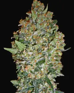 Cheese Berry