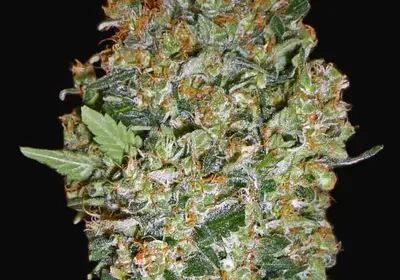 Cheese Berry