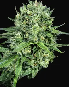 Cheese CBD