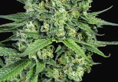 Cheese CBD