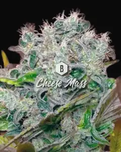Cheese Mass