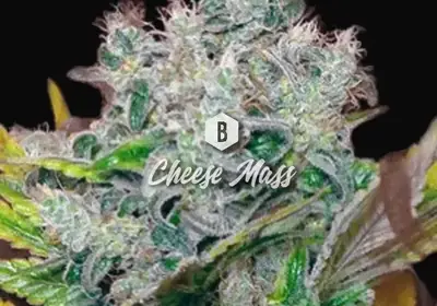 Cheese Mass