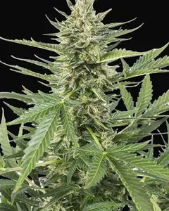 Cheese XXL Auto