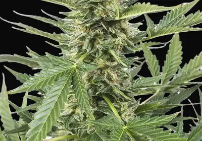 Cheese XXL Auto