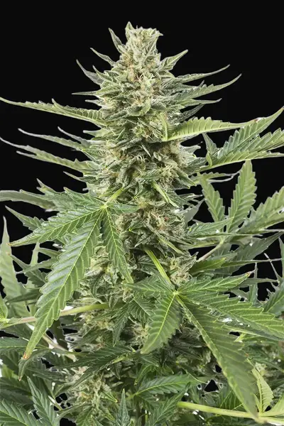 Cheese XXL Auto