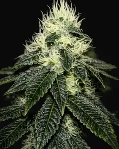 Chem 91
