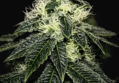 Chem 91