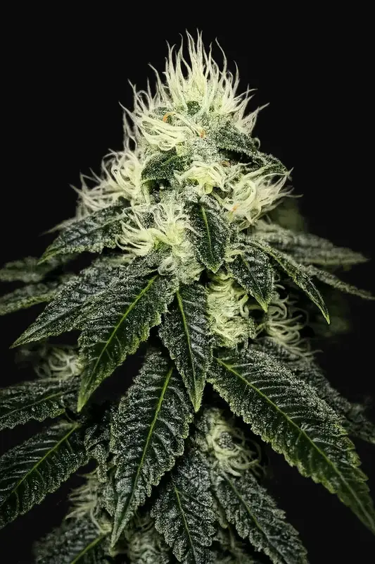 Chem 91