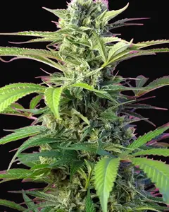 Chem Beyond Diesel CBD