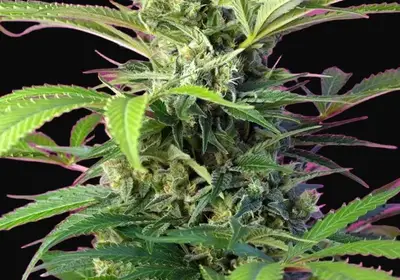 Chem Beyond Diesel CBD
