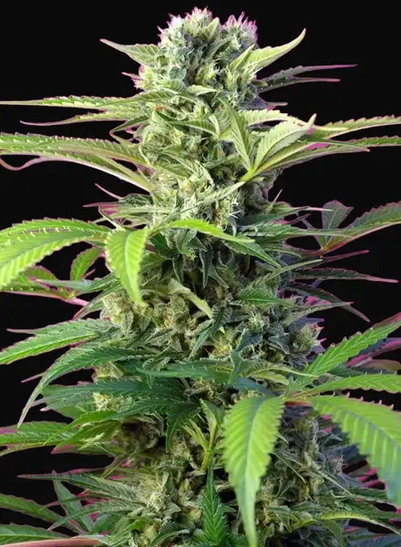 Chem Beyond Diesel CBD