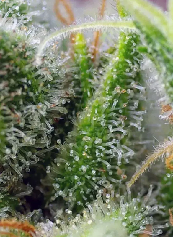 Chem Beyond Diesel CBD — zdjęcie 4