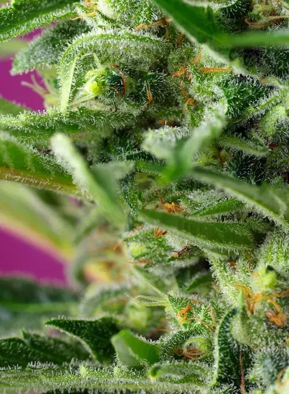 Chem Beyond Diesel CBD — zdjęcie 2