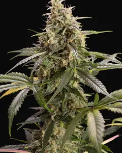 Chem-Bomb Auto