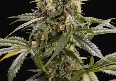 Chem-Bomb Auto