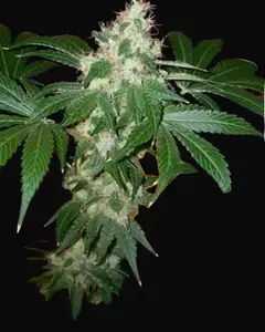 Chem Valley Kush