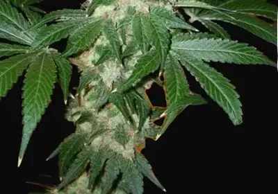 Chem Valley Kush