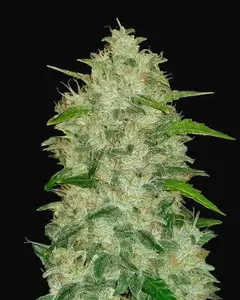 Chemdawg Auto