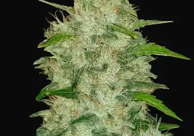 Chemdawg Auto