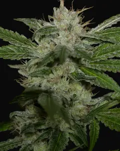 Chemdawg