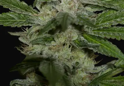 Chemdawg