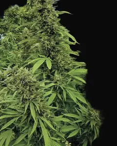Chemdawg Regular
