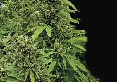 Chemdawg Regular