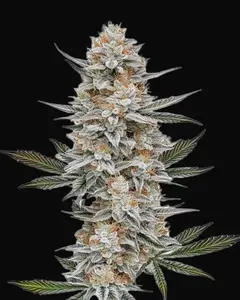 Chemdog #4