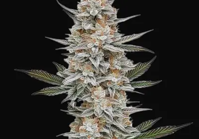 Chemdog #4