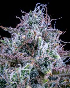 Chemdogging Auto