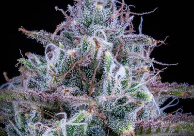 Chemdogging Auto