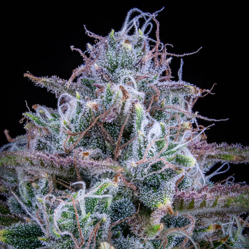 Chemdogging Auto