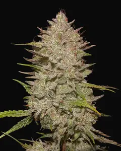 Chemical Candy