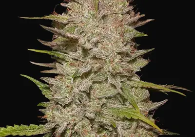 Chemical Candy