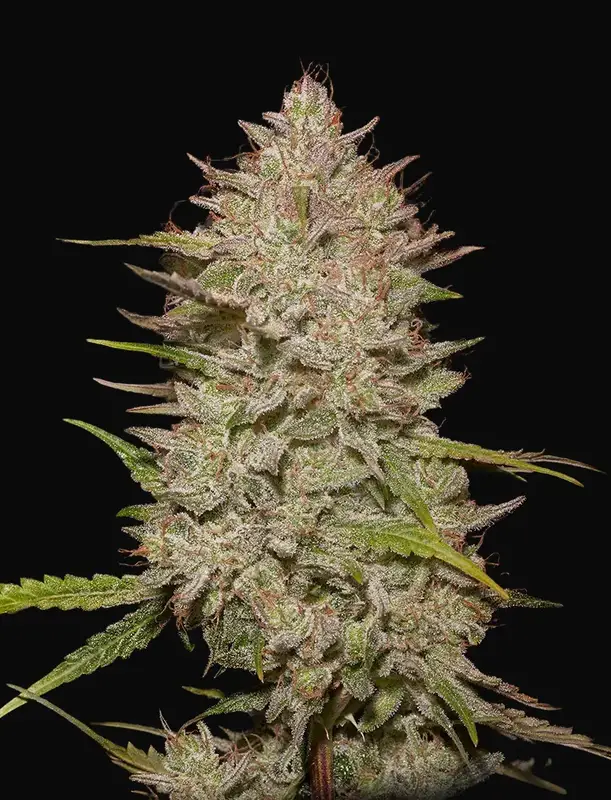 Chemical Candy