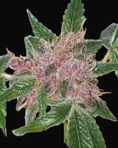 Cherries Jubilee