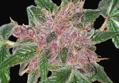 Cherries Jubilee
