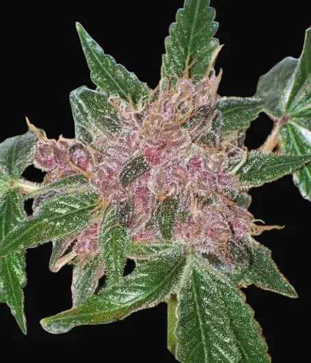 Cherries Jubilee