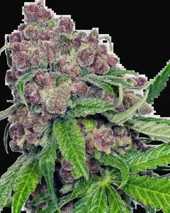 Cherry Bacio Feminized